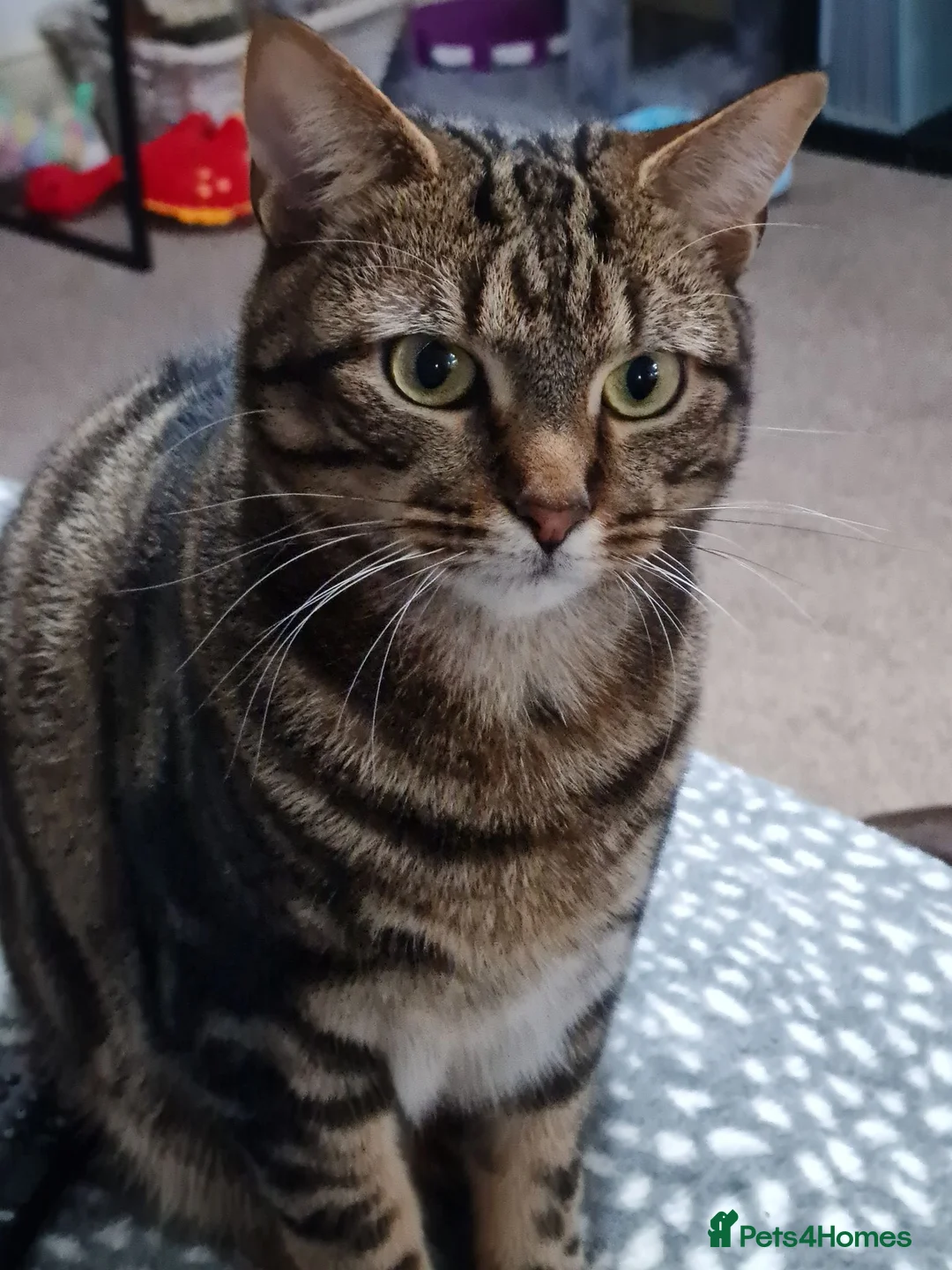 Mixed Breed cats for sale: 3 year old male and female cat - Advert 2