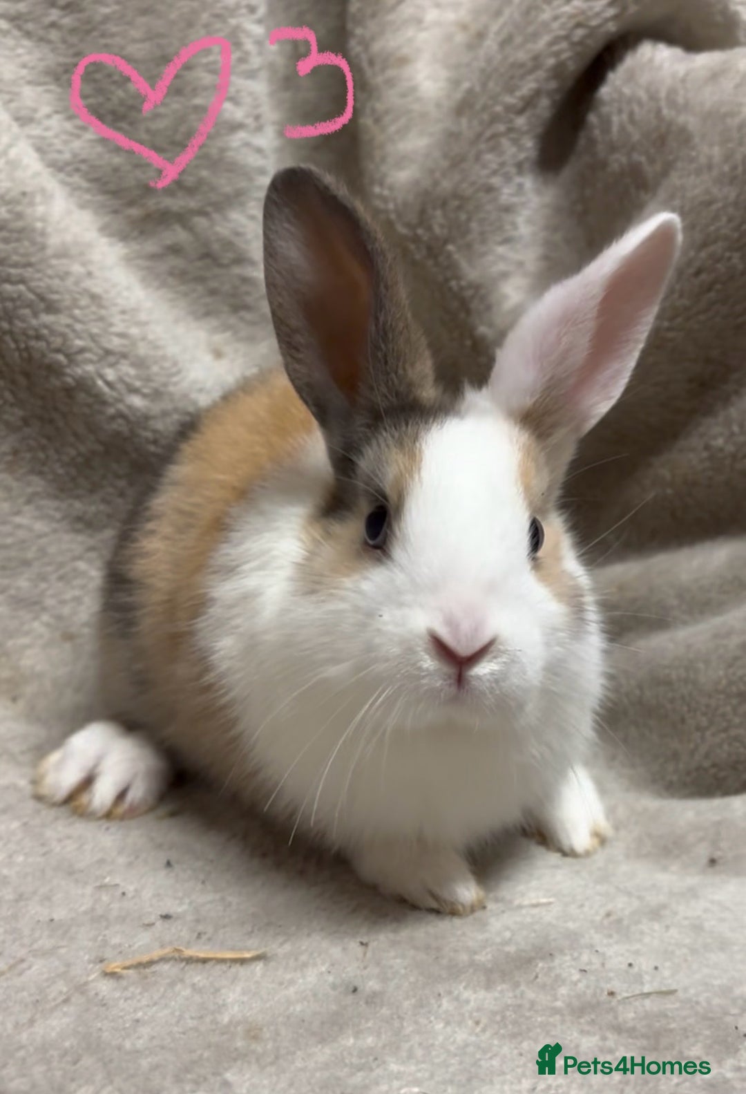 Mixed Breed rabbits for sale: 4 Beautiful baby mix breed bunnies  - Advert 16
