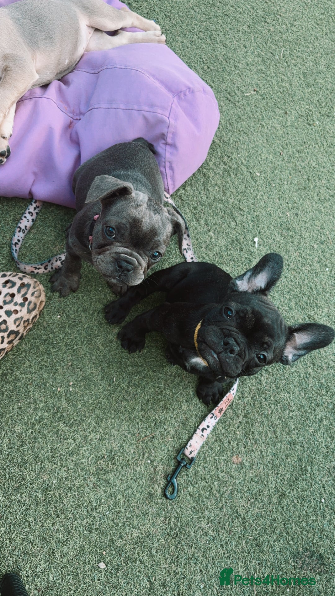 French Bulldog dogs for sale: Beautiful baby frenchies - Image 9