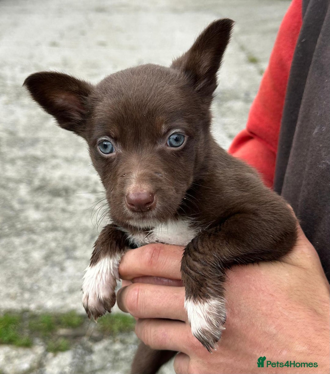 Mixed Breed dogs for sale: Collie X Kelpie puppies - Image 7