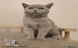 British Shorthair cats for sale: GORGEOUS GCCF REG TEDDYS 🐻🧸 READY TO LEAVE ❗️❗️ - Image 25
