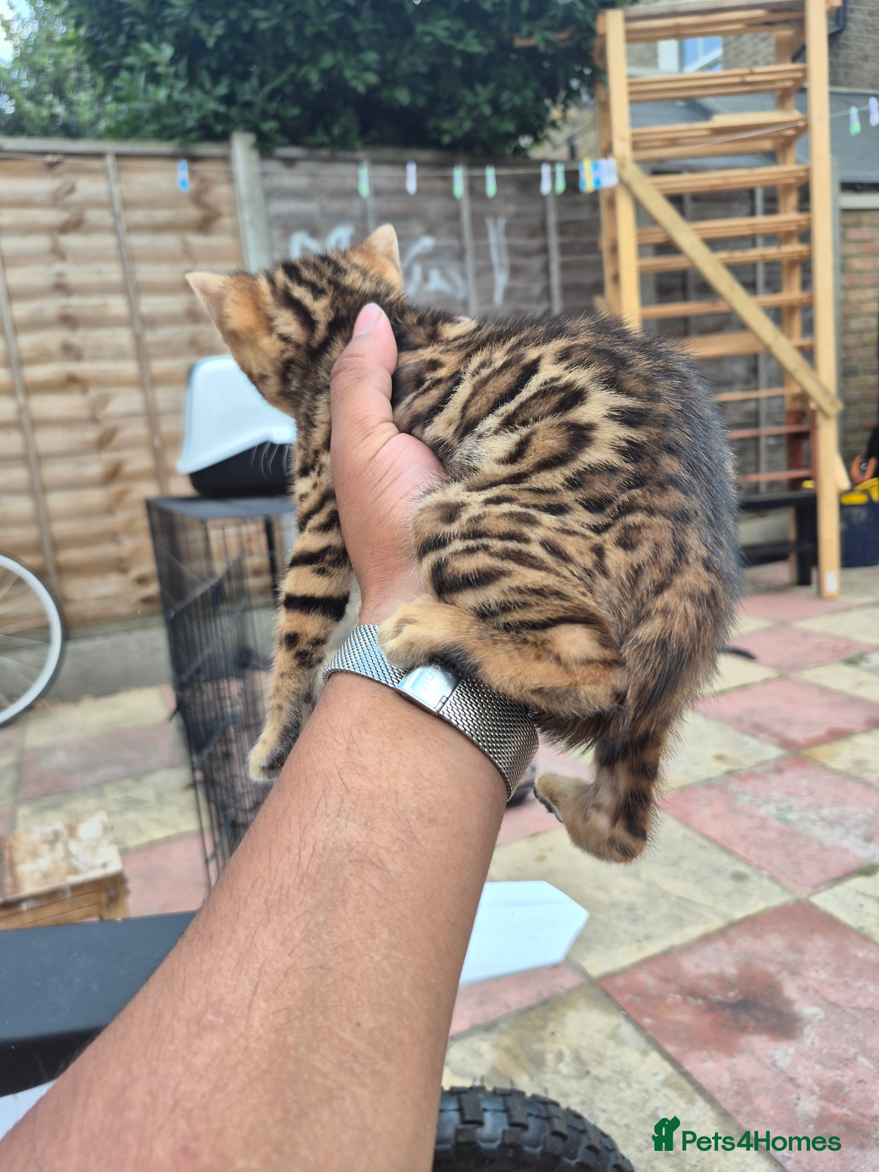 Bengal cats Tica registered Bengal kittens - Advert 2