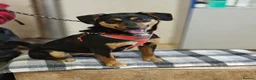 Mixed Breed dogs for adoption: ❤️🐶 PENNY – SHE WON’T LET YOU JUST PASS BY in Burton-on-Trent - Advert 6