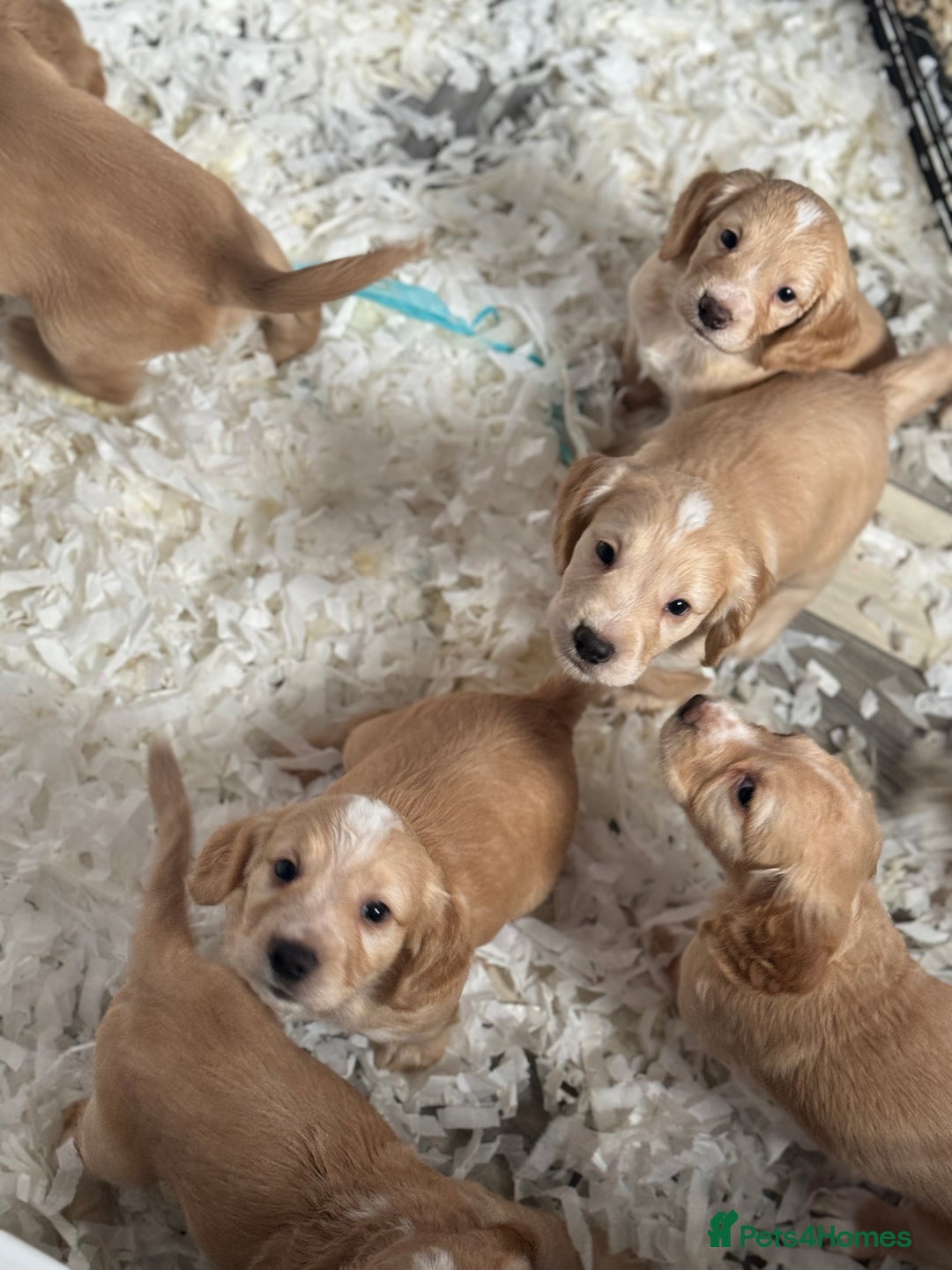 Cocker Spaniel dogs for sale: **2 Left ** KC Registered Cocker Spaniel Puppies in Aberdeen - Image 4