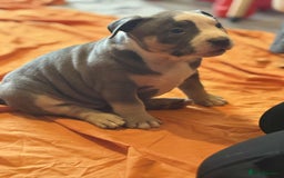 American Bully dogs for sale: Pocket bully - Image 4