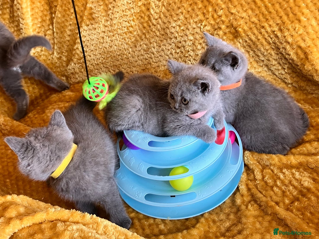 British Shorthair cats for sale: GCCF registered ChampionBloodline 5GENpedigree BSH - Image 9