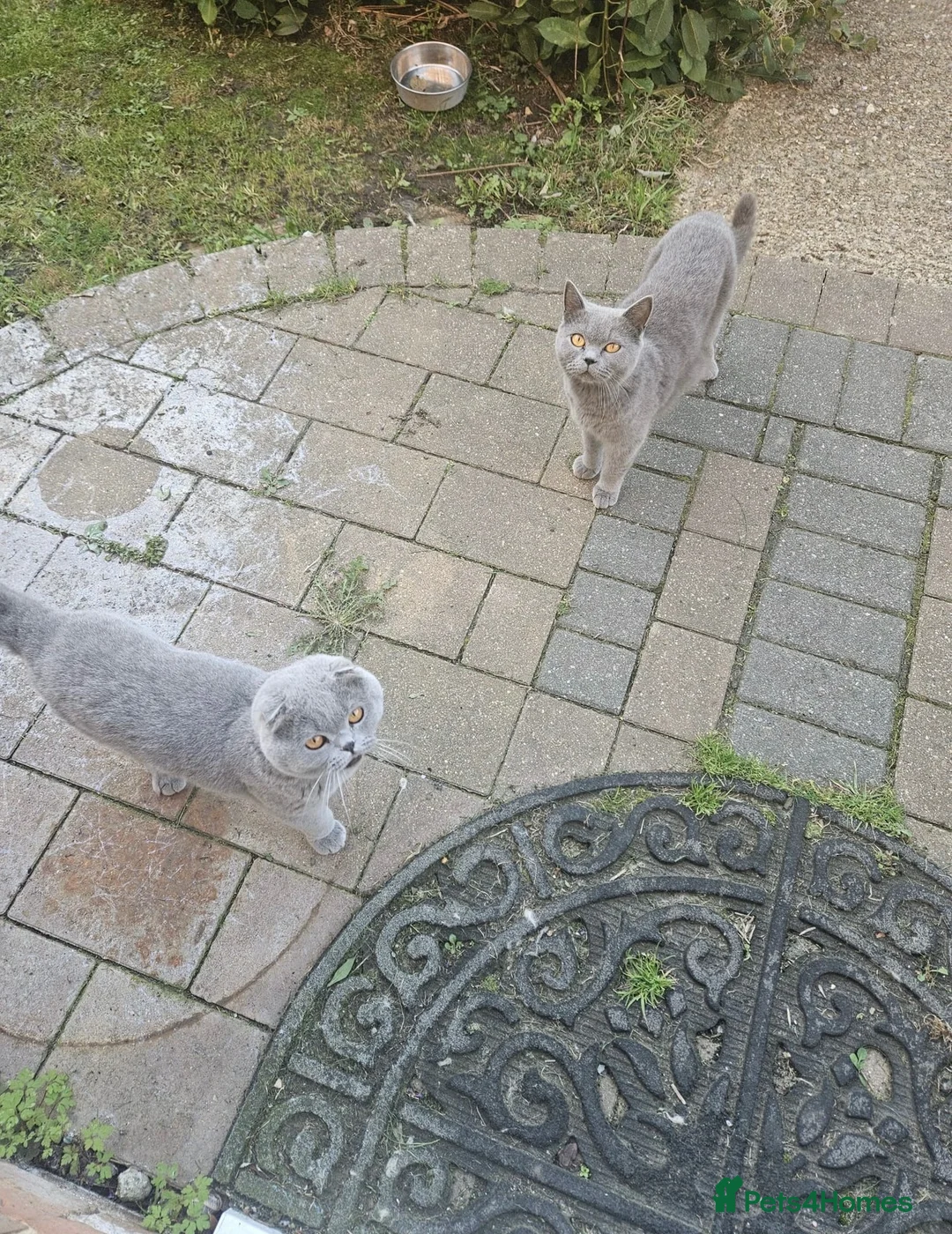 British Shorthair cats for sale: Beautiful– Lilac Folded-Ear Female & Grey Male - Advert 1