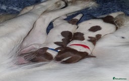 English Springer Spaniel dogs for sale: KC-ESS PUPPIES - DNA Health tested   - Image 1
