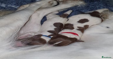 English Springer Spaniel dogs - Advert 12