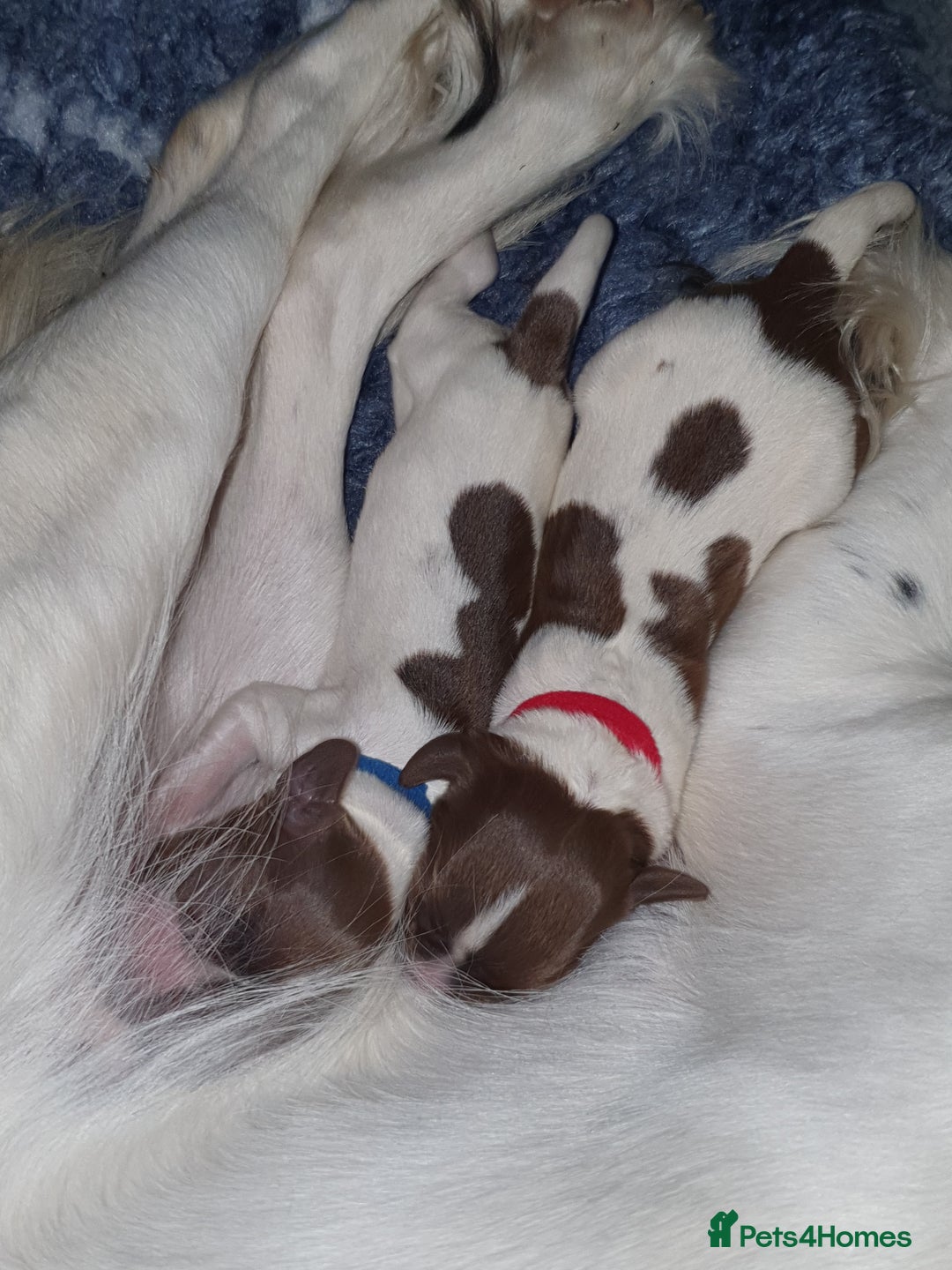 English Springer Spaniel dogs for sale: KC-ESS PUPPIES - DNA Health tested   - Image 1