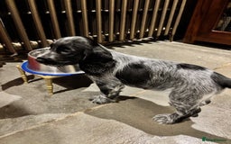 Cocker Spaniel dogs for sale: Blue Roan Show Cocker Spaniel - Image 4