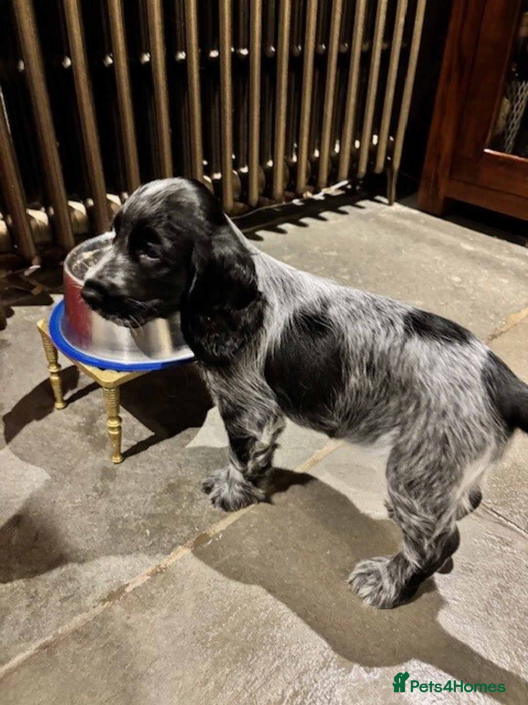 Cocker Spaniel dogs for sale: Blue Roan Show Cocker Spaniel - Image 4