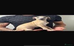 Italian Greyhound dogs for sale: Kc registered Italian greyhound puppies - Image 7