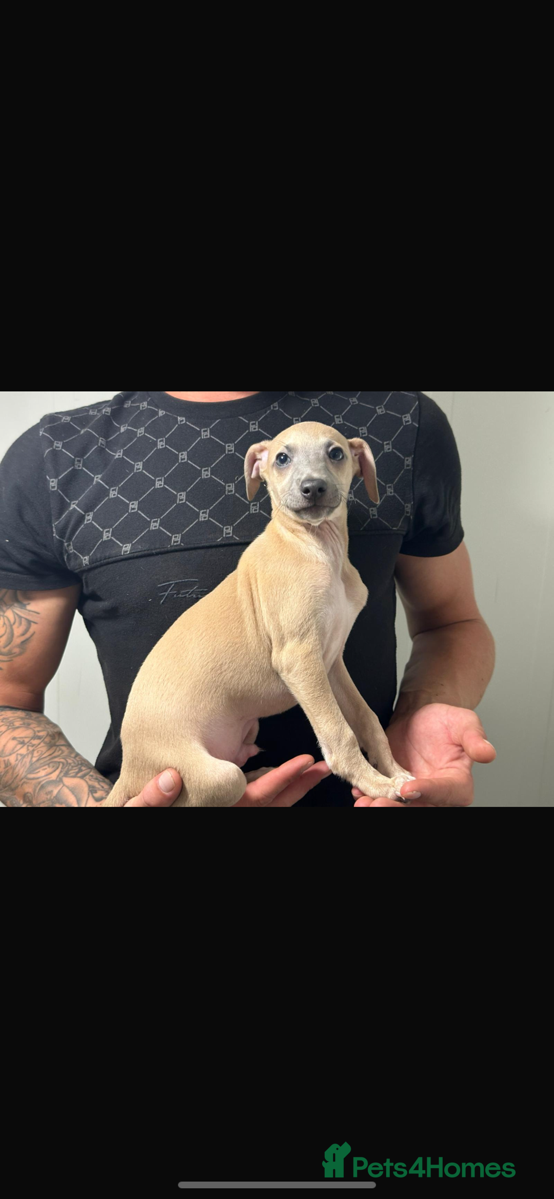 Italian Greyhound dogs for sale: Kc registered Italian greyhound puppies - Image 7