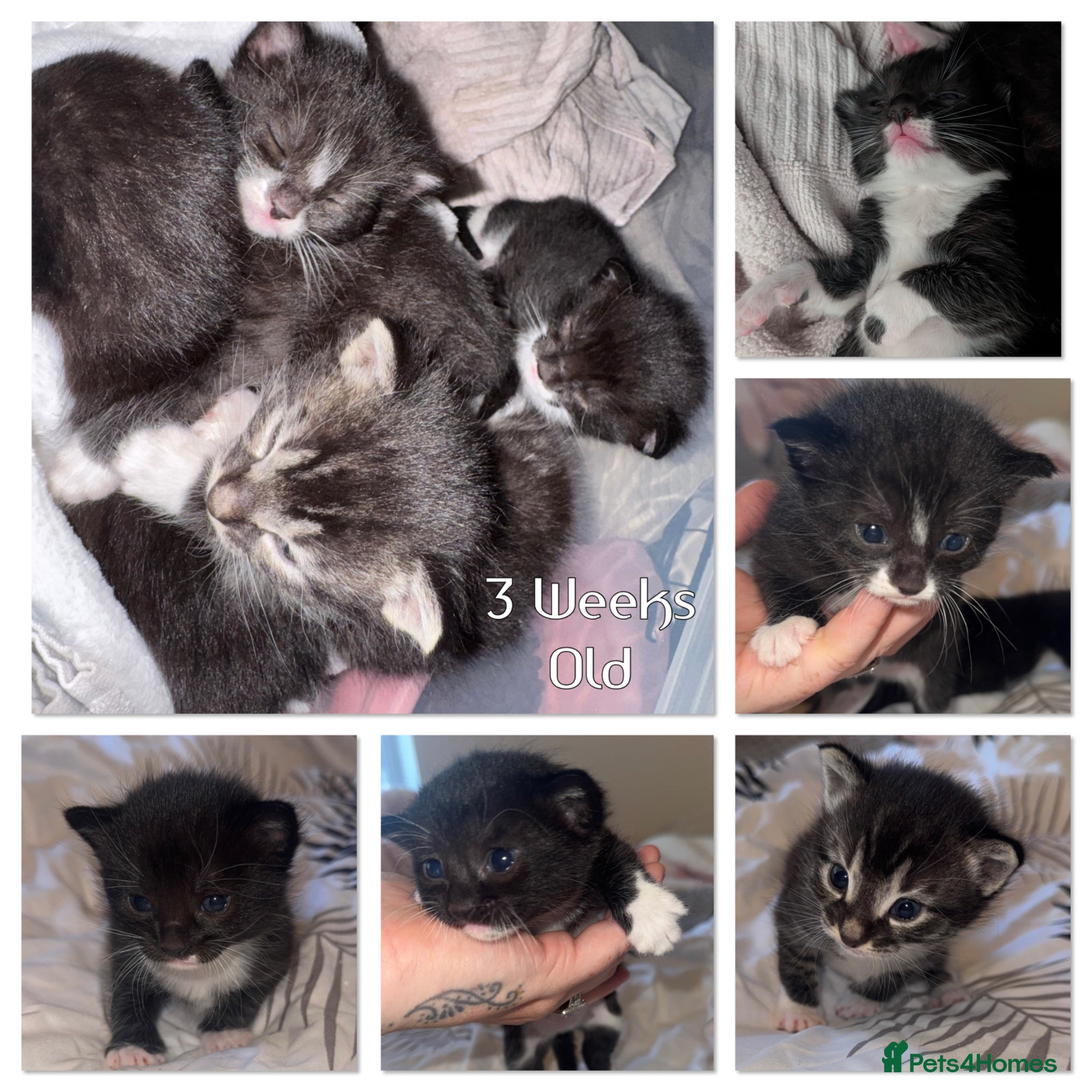 Bengal cats Bengal x Tuxedo kittens for sale - Advert 13