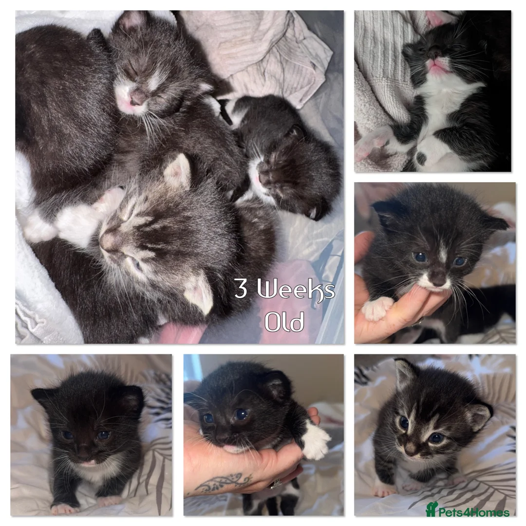 Bengal cats for sale: Bengal x Tuxedo kittens for sale - Advert 1