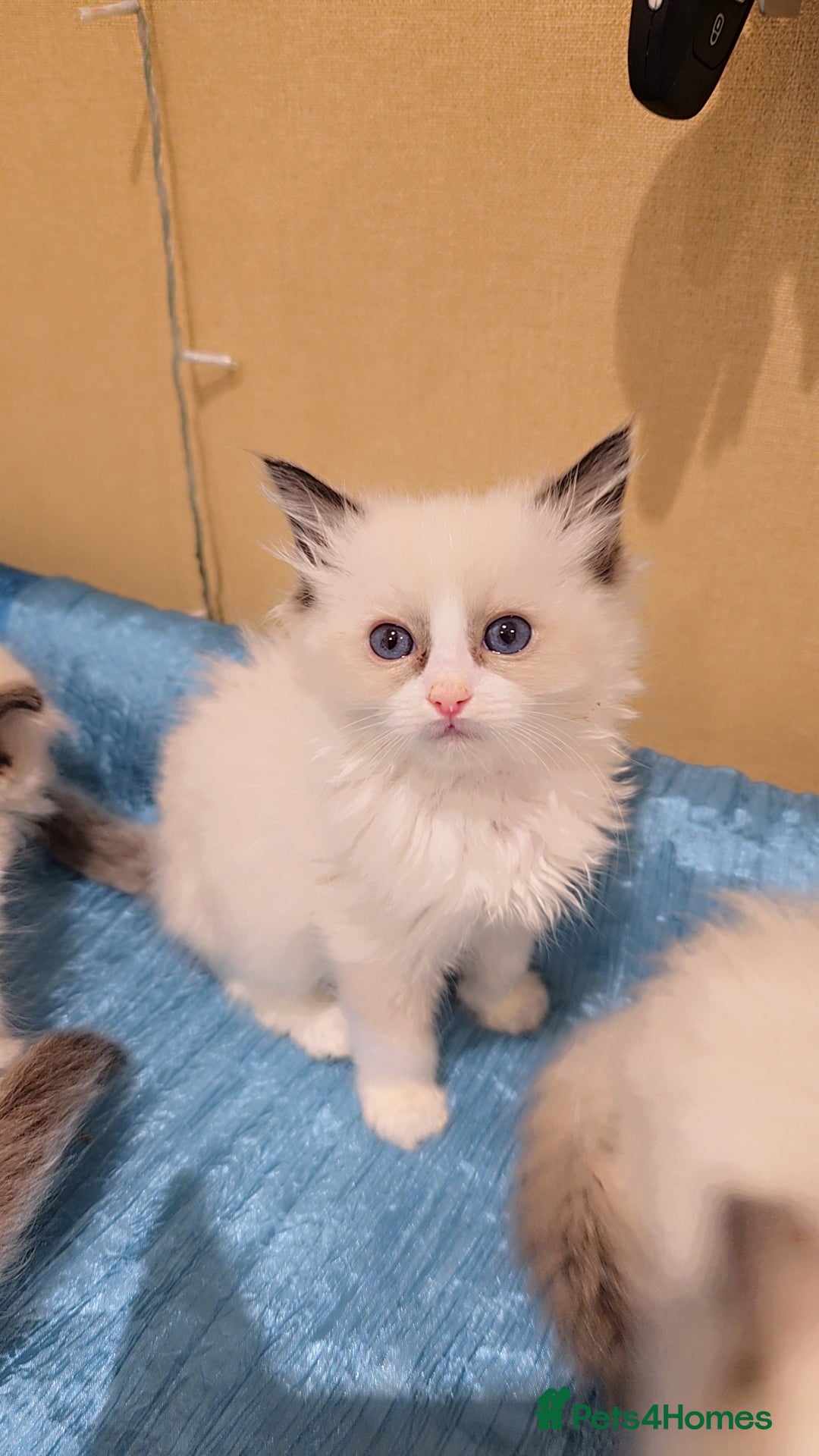 Ragdoll cats for sale: TICA REGISTERED KITTENS/Active - Advert 19