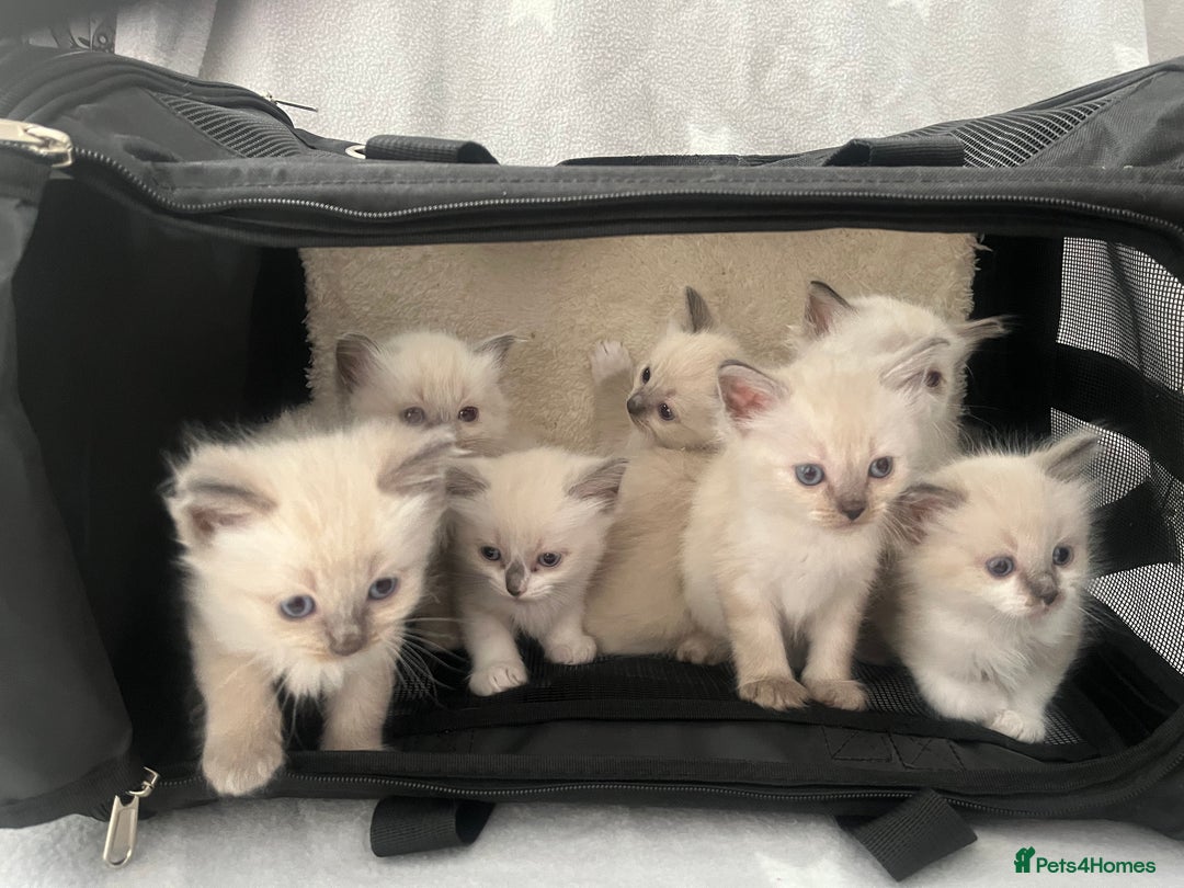 Ragdoll cats for sale: 7 Ragdoll kittens  - Image 9