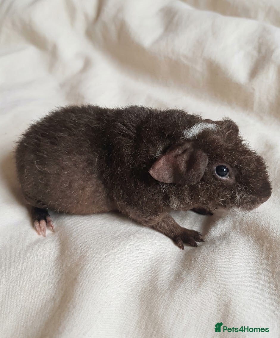 Guinea Pig rodents Rescue Guinea pigs for adoption - Advert 1