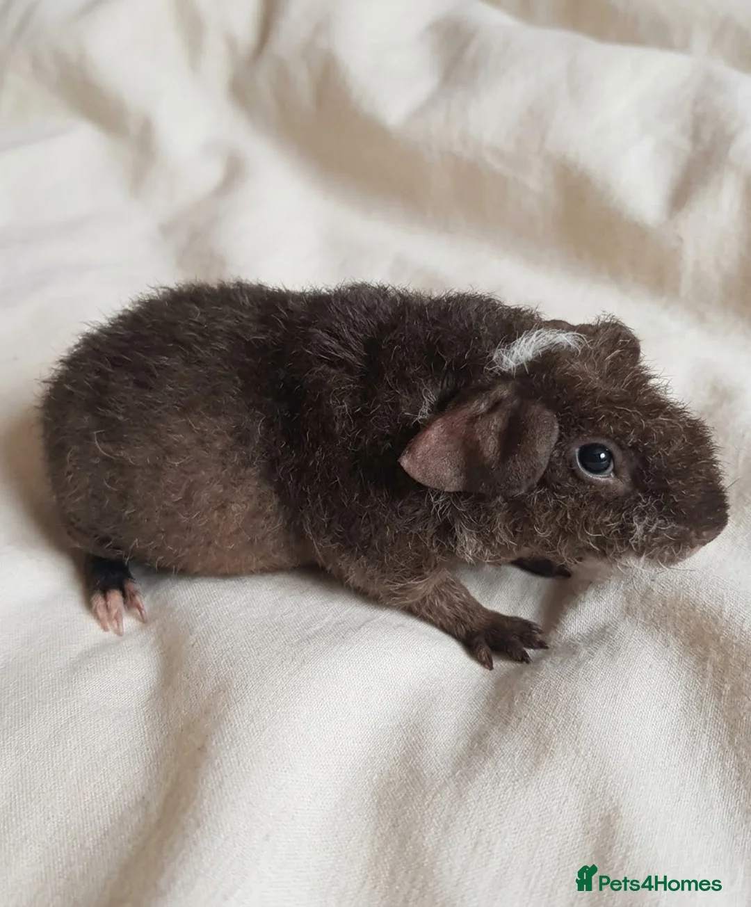 Guinea Pig rodents for sale: Rescue Guinea pigs for adoption - Advert 1