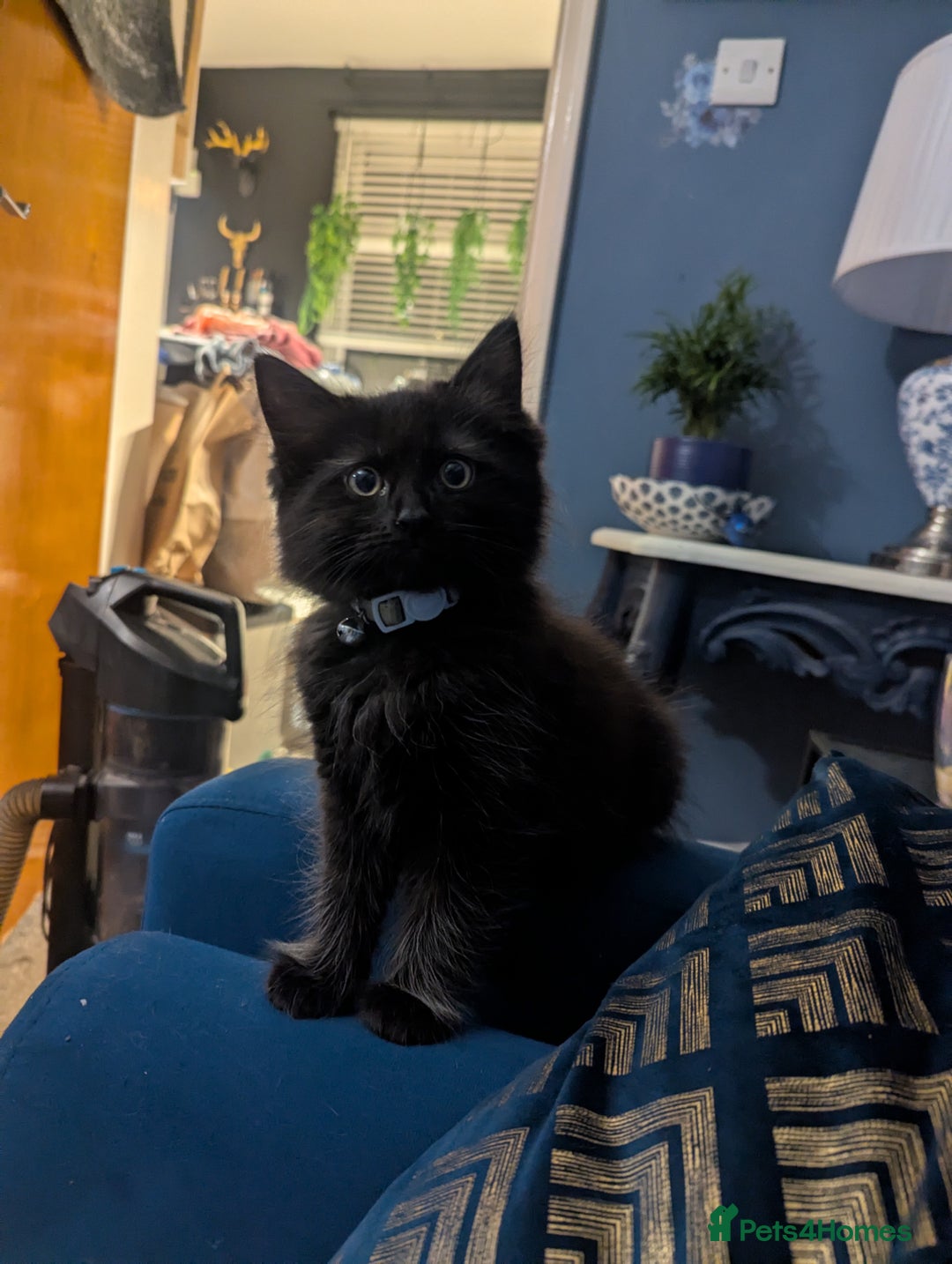 Ragcoon cats for sale:  Very large, long haired Maine coon x kittens  - Image 1