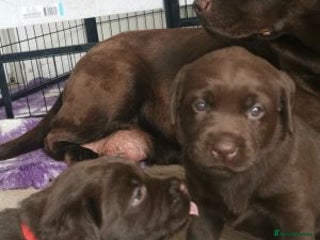 Labrador Retriever dogs Labrador retriever - Advert 13