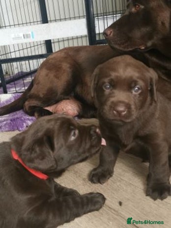 Labrador Retriever dogs Labrador retriever - Advert 1