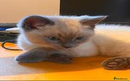 Ragdoll cats for sale: Blue seal point Ragdoll kittens  - Advert 1