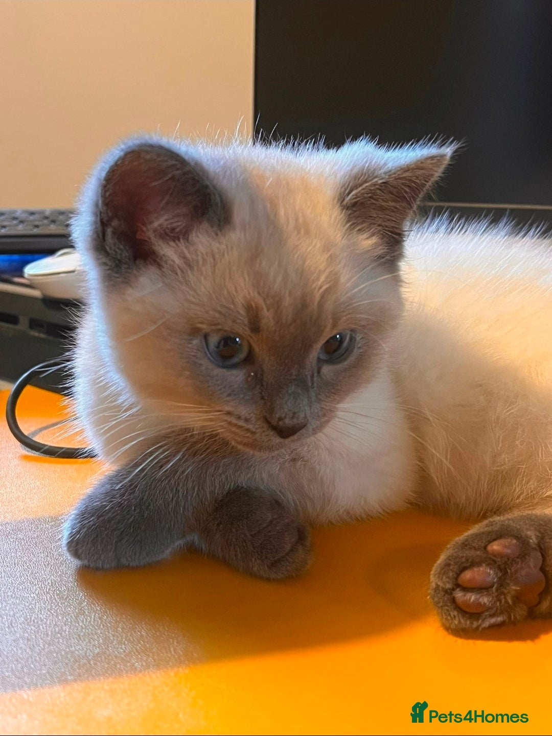 Ragdoll cats for sale: Blue seal point Ragdoll kittens  - Advert 1