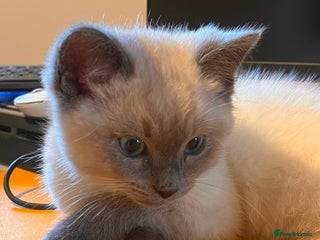 Ragdoll cats Blue seal point Ragdoll kittens - Advert 10