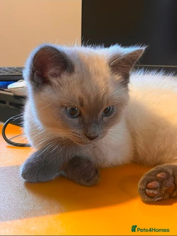 Ragdoll cats Blue seal point Ragdoll kittens - Advert 13