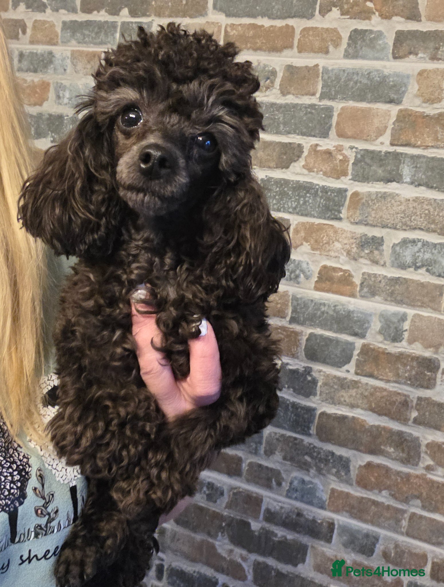 Toy Poodle dogs Tiny toy poodle female  - Advert 3