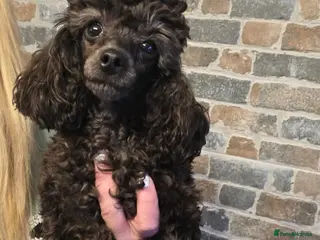 Toy Poodle dogs Tiny toy poodle female - Advert 3
