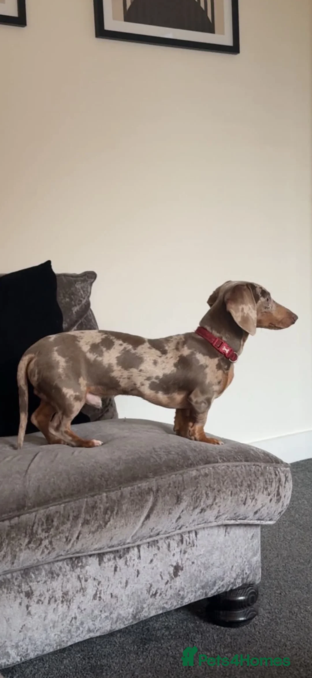 Miniature Dachshund dogs for sale: Miniature Sausage Dog  in Mexborough - Advert 2