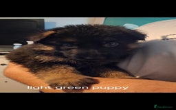 German Shepherd dogs for sale: Exceptional German shepherd puppies  - Image 25