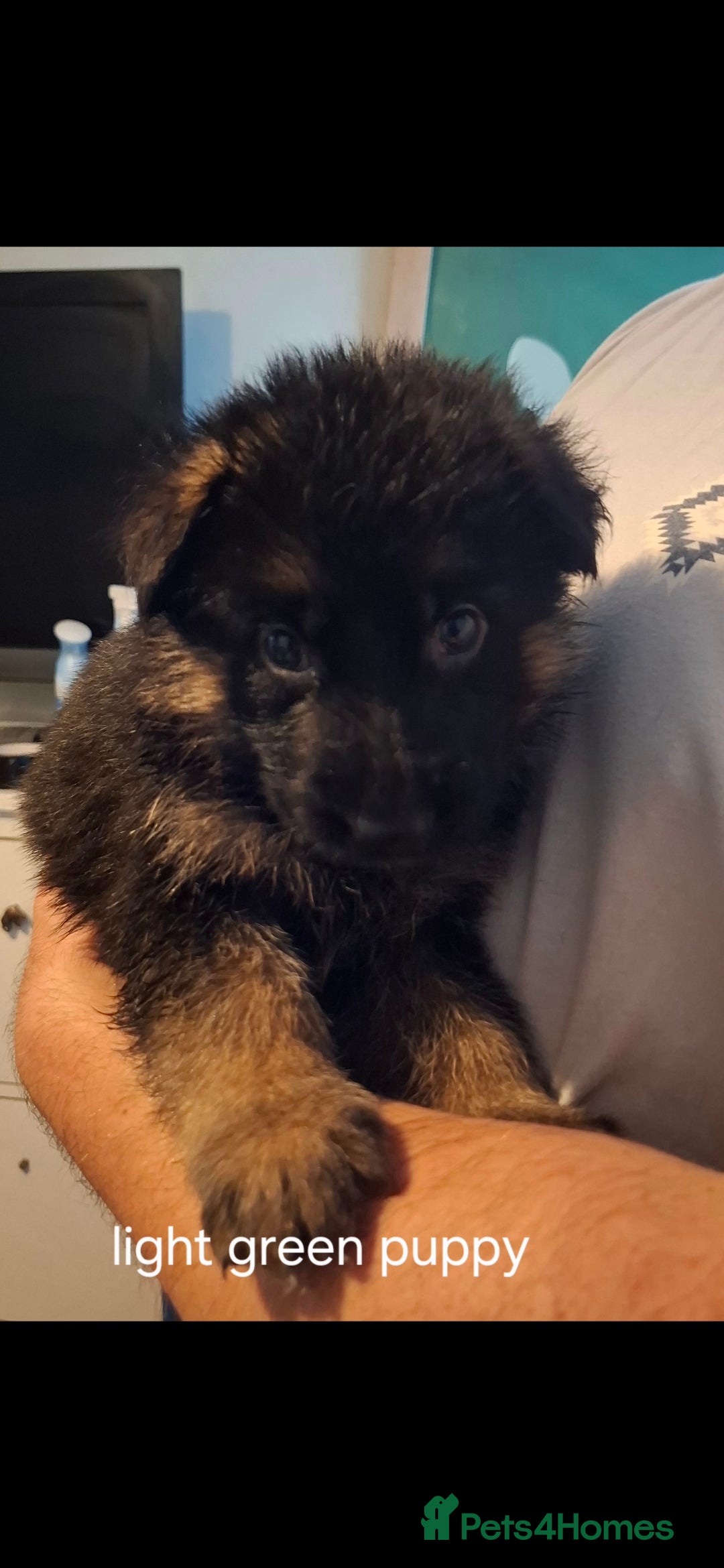 German Shepherd dogs for sale: Exceptional German shepherd puppies  - Image 25