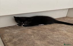 Mixed Breed cats for sale: Beautiful Mixed Breed Kittens for Sale - Advert 5