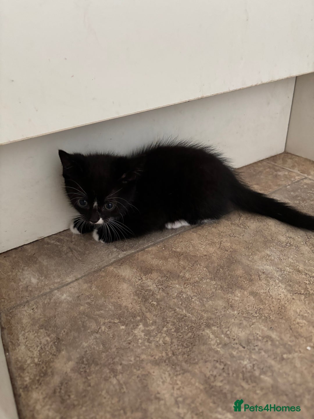 Mixed Breed cats for sale: Beautiful Mixed Breed Kittens for Sale - Advert 5