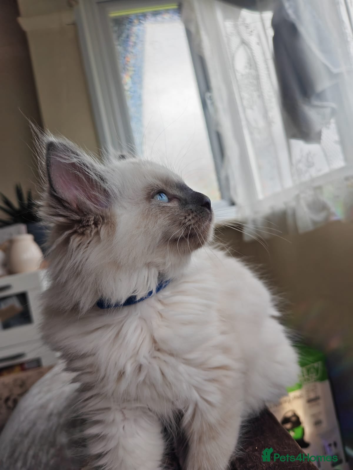Ragdoll cats Quality Ragdoll Kittens (last boy available) - Advert 11