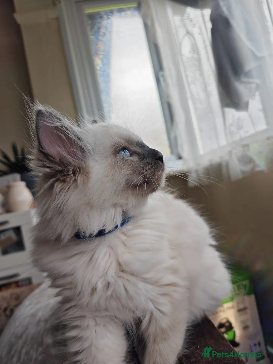 Ragdoll cats for sale: Quality Ragdoll Kittens (last boy available) - Advert 1