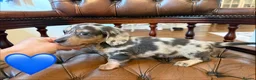 Miniature Dachshund dogs for sale: Beautiful LH & SH Dapples Miniature Dachshund Pups - Advert 23