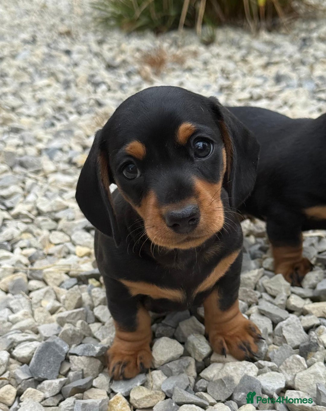 Miniature Dachshund dogs for sale: PRA clear super looking puppies - Image 11