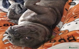 French Bulldog dogs for sale: Rehome - Advert 5