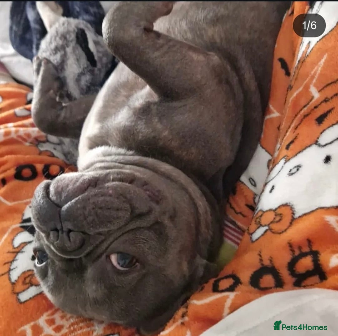 French Bulldog dogs for sale: Rehome - Advert 5