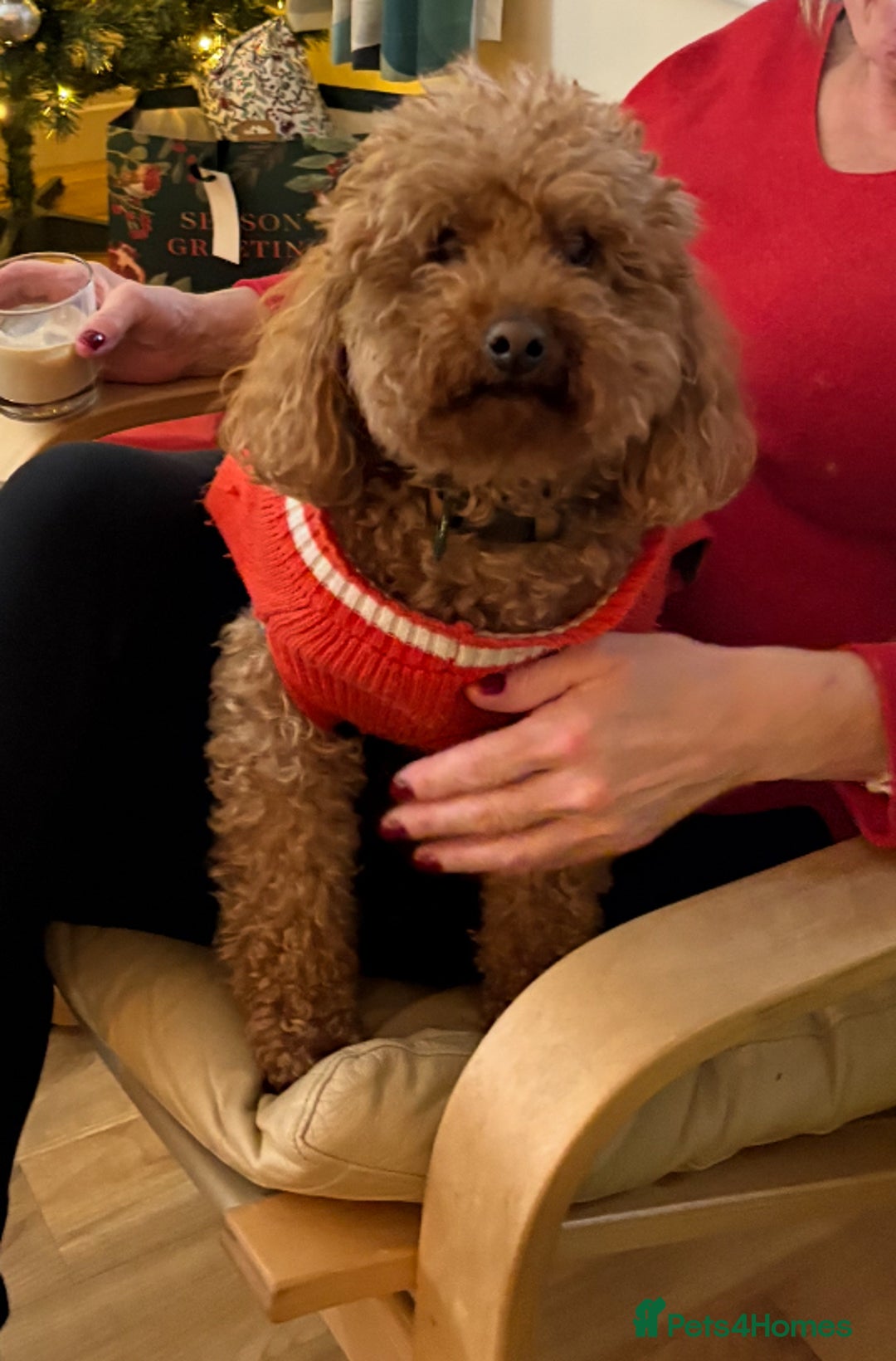 Miniature Poodle dogs for stud: Chocolate brown Miniature Poodle Stud - Advert 5