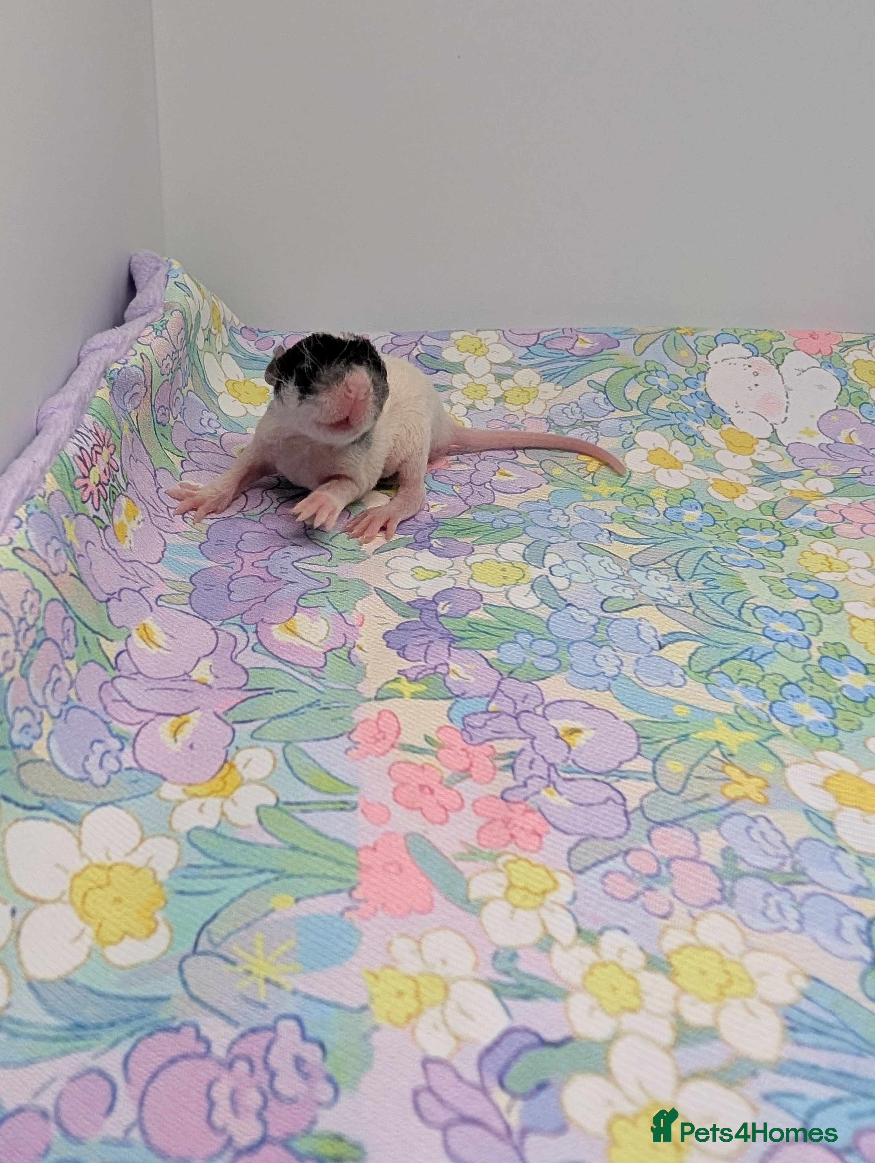 Rat rodents Rex babys - Advert 4