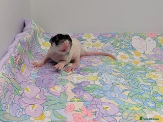 Rat rodents Rex babys - Advert 1