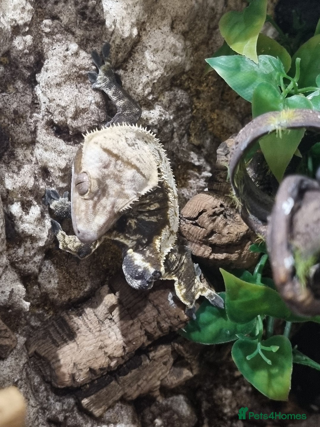 Gecko reptiles for sale: Breeder Geckos 2 Feemales 1 Male - Advert 2