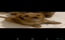 Cavapoo dogs for sale: Cavapoo puppies  - Image 5