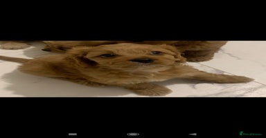Cavapoo dogs - Advert 3